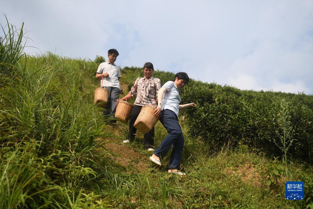 在廣西蒼梧縣六堡鎮(zhèn)山坪村，祝雪蘭（前）和村民采茶后走下茶山（2022年9月22日攝）。新華社記者 陸波岸 攝